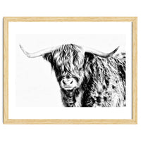 Highland bull