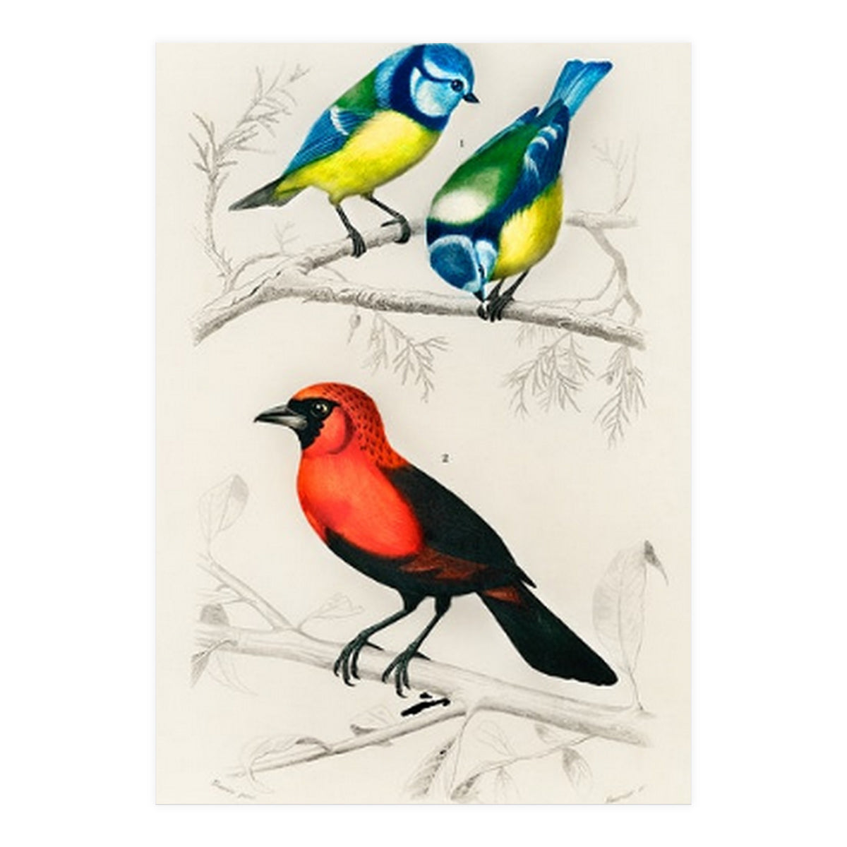 Different types of birds illustrated (Print Only)