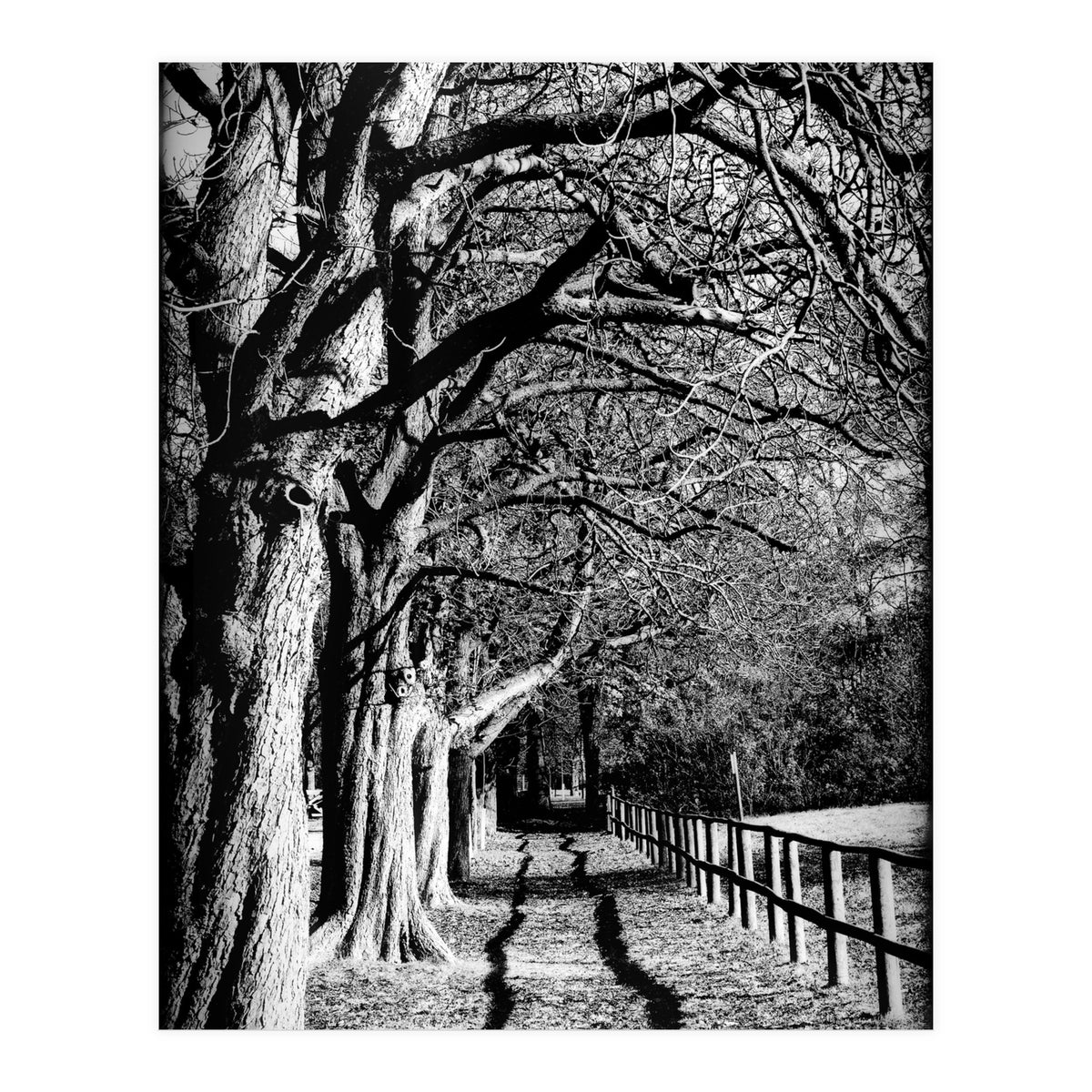 Light and shadows (Print Only)