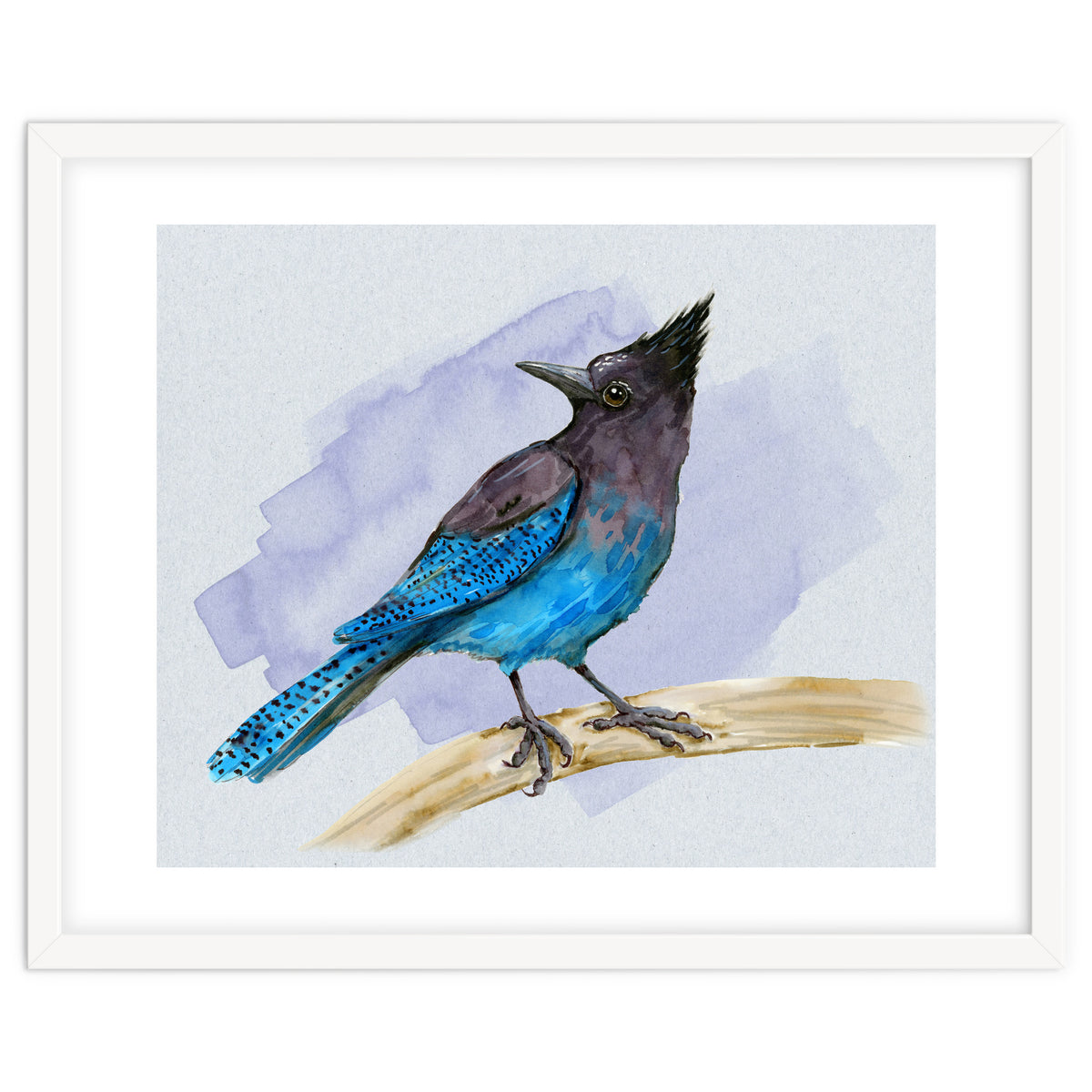 Steller's jay watercolor