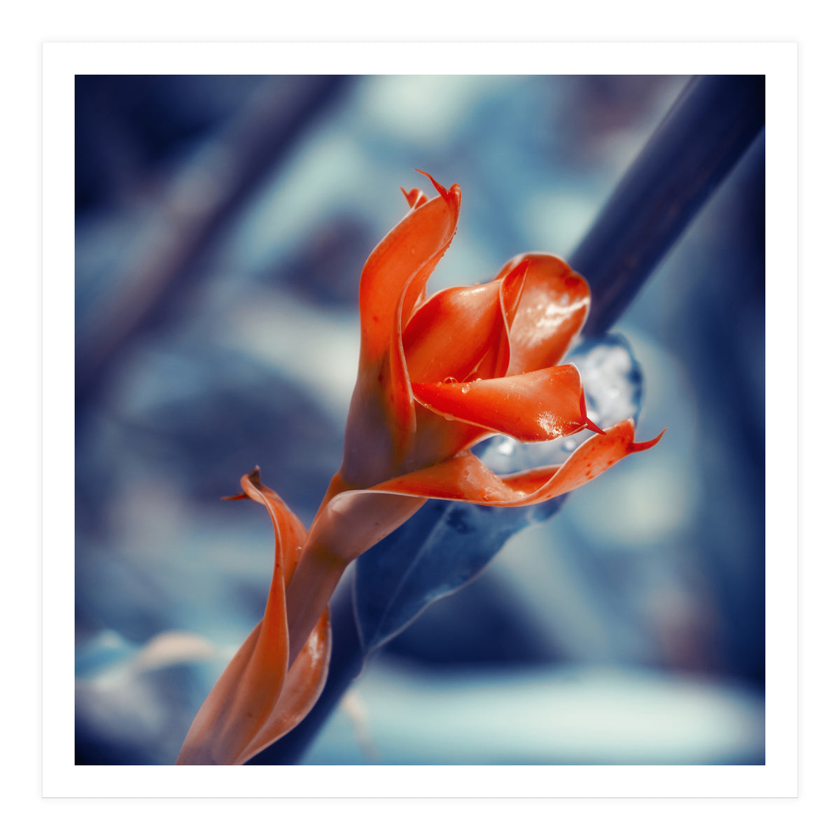 Ginger Flower (Print Only)