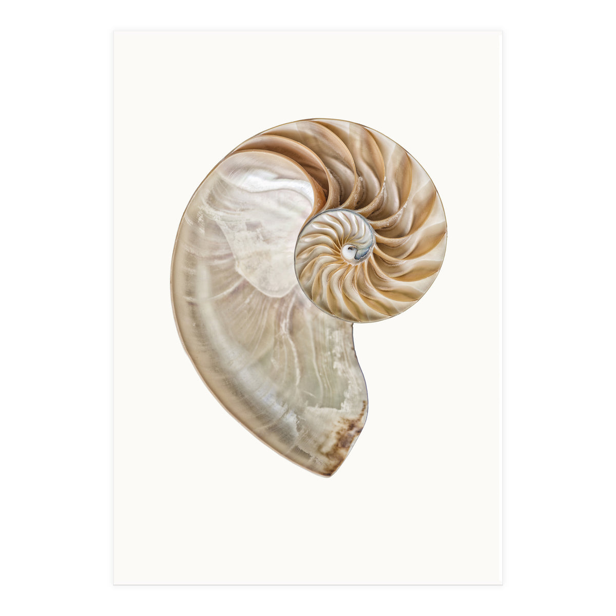 Cc Shell 02 (Print Only)