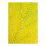 Autumn Leaf (Print Only) thumbnail