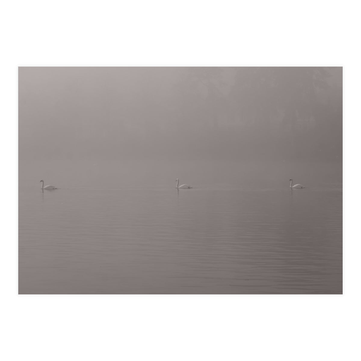 Swans in the mist (Print Only)