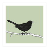 Blackbird pen drawing (Print Only) thumbnail