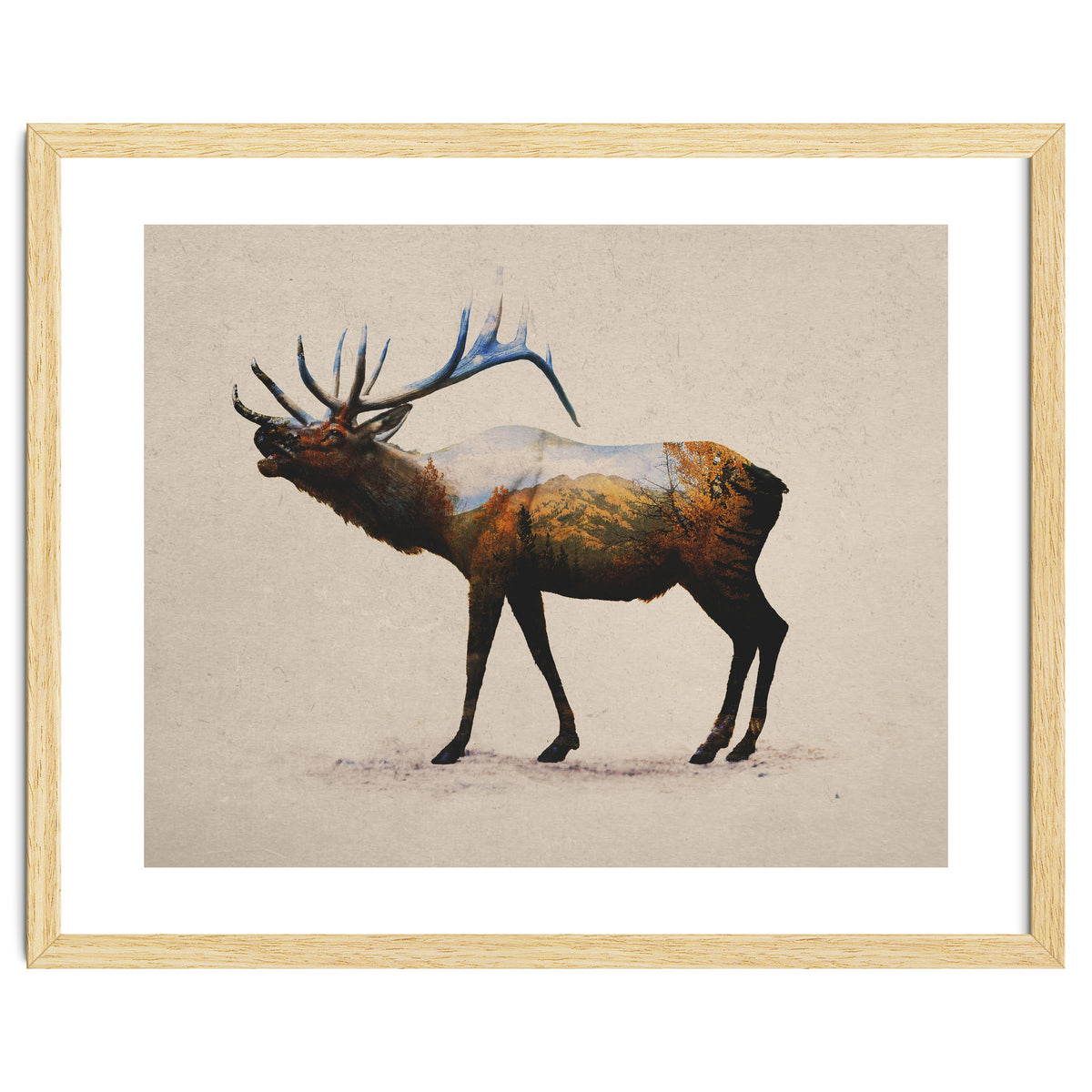 The Rocky Mountain Elk