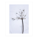 Wildflower in Winter (Print Only) thumbnail