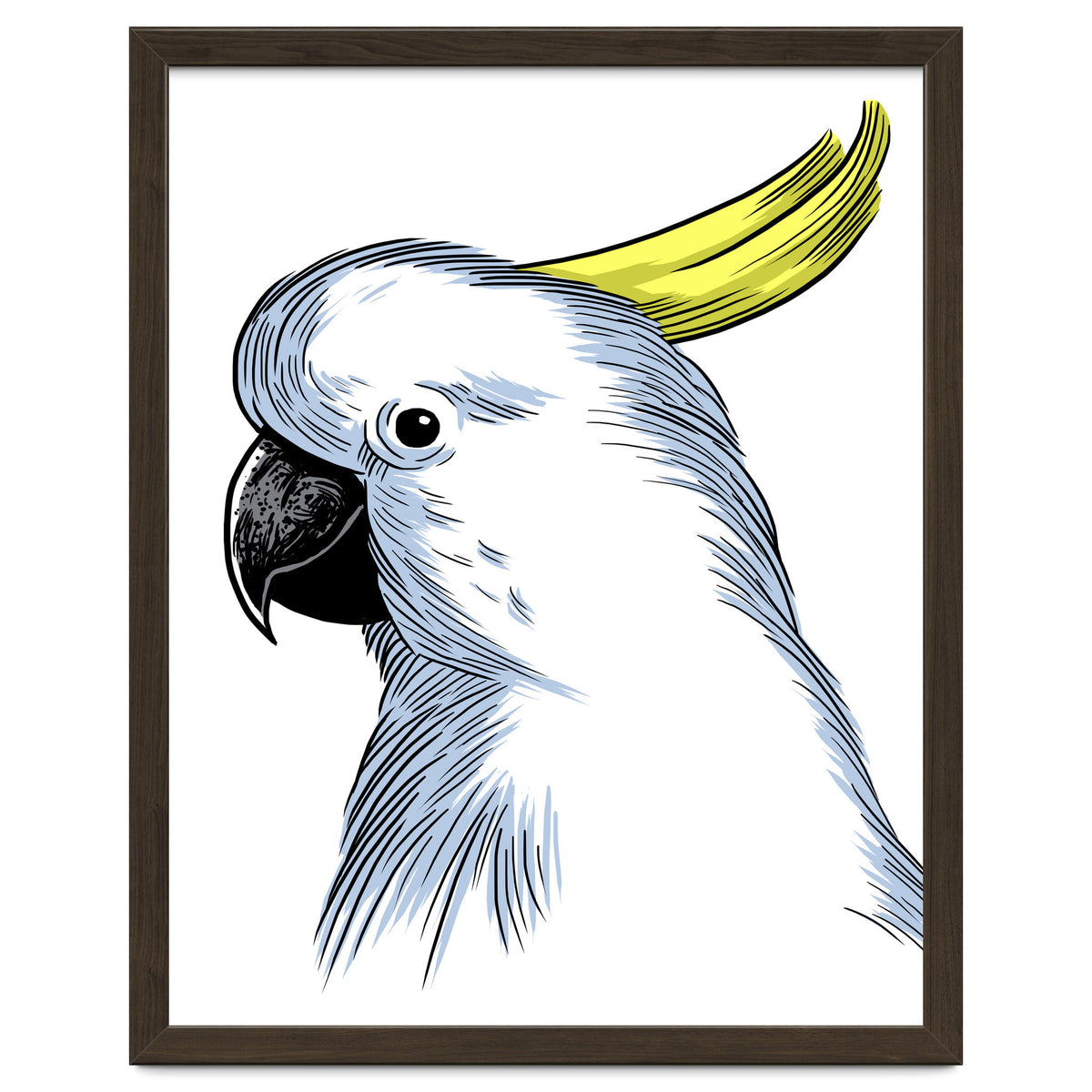 Skecth Macaw