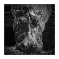 Hippopotamus (Print Only)