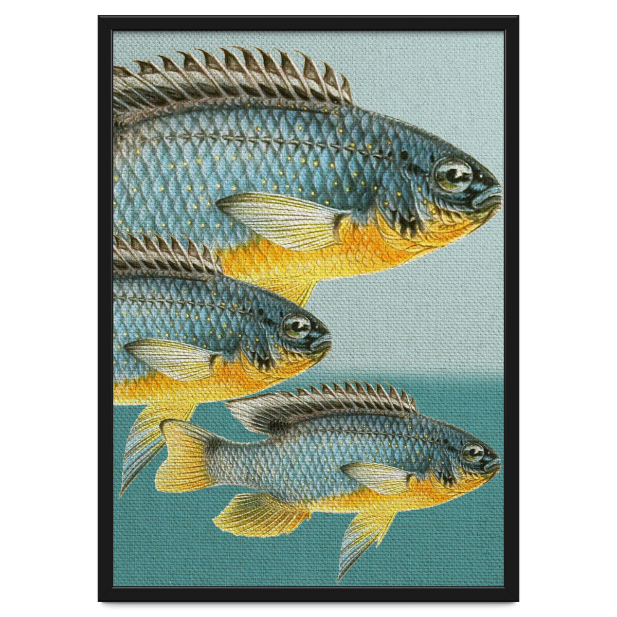 Fish Classic Designs 12