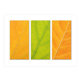 Autumn Leaves (Print Only) thumbnail