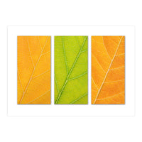 Autumn Leaves (Print Only)