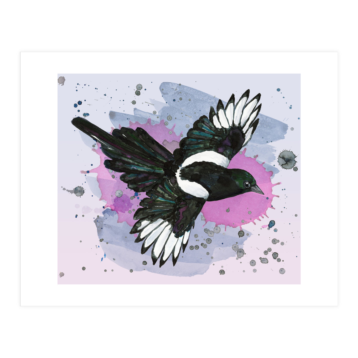 A watercolor drawing of a flying magpie (Print Only)