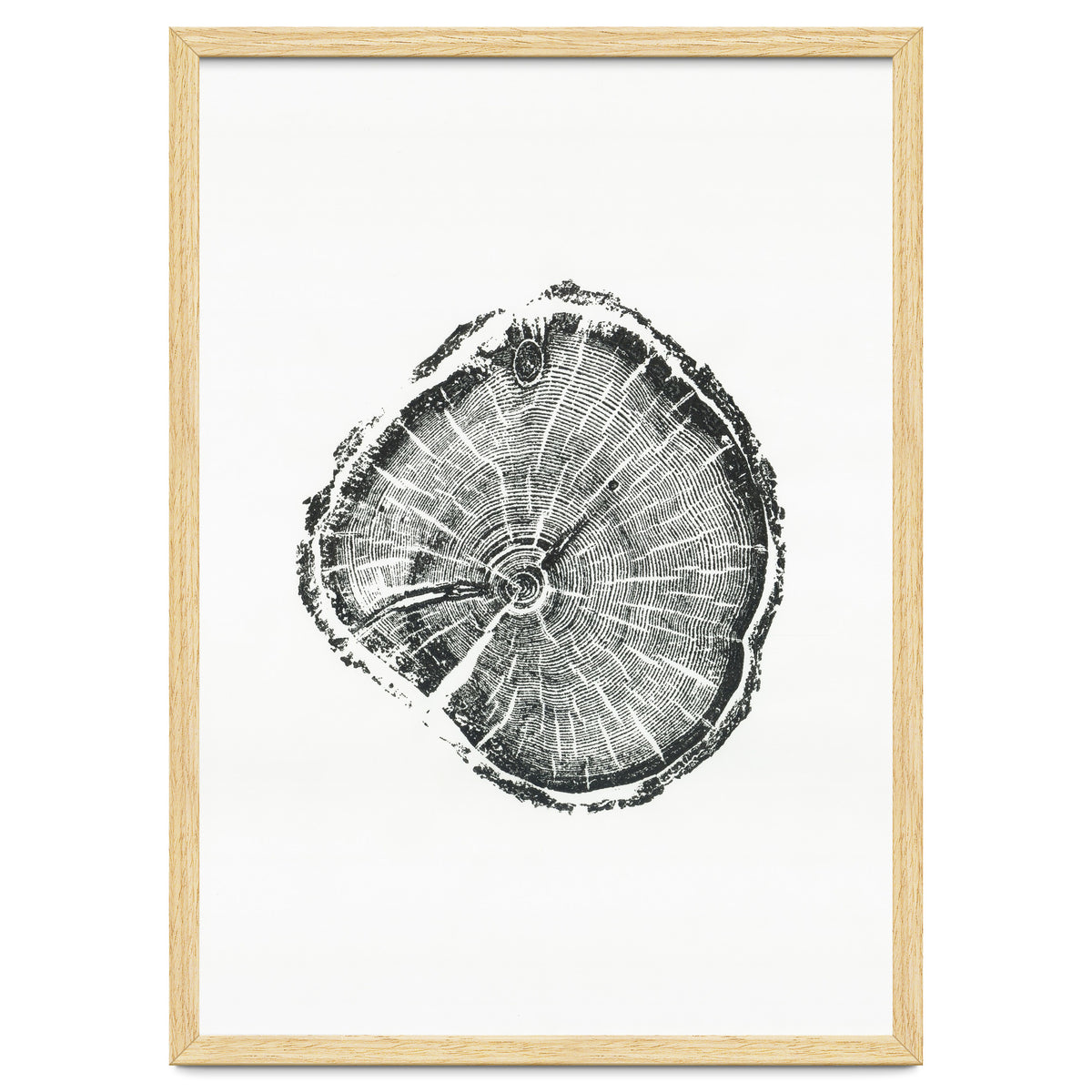 Tree Ring Print, Albion Basin, Utah, Pine Tree Print