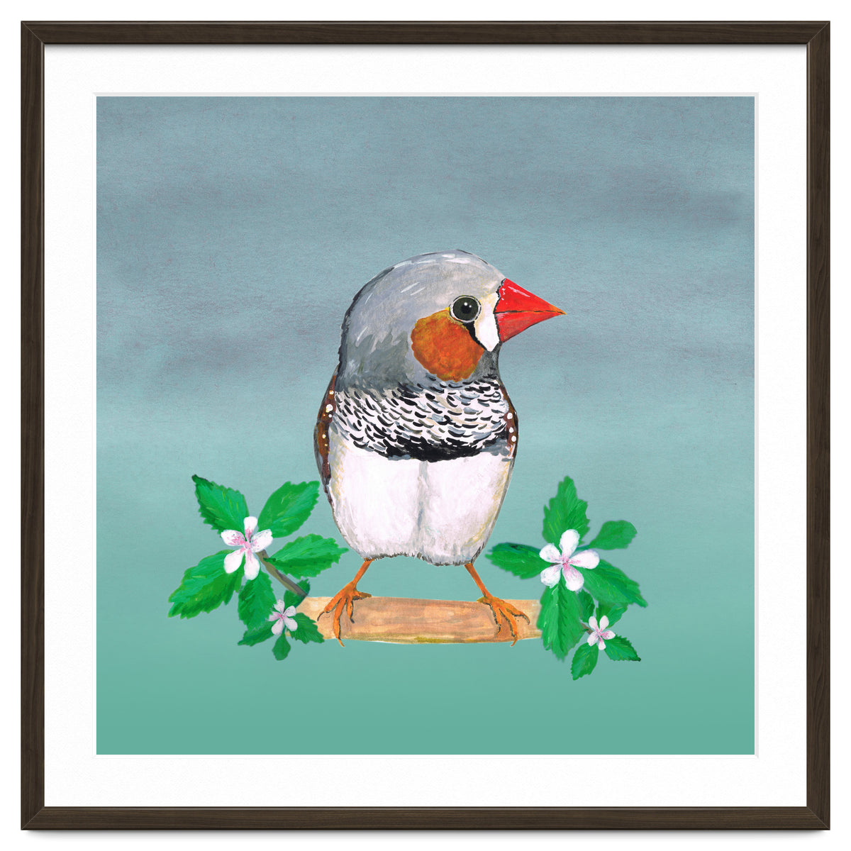 Zebra finch