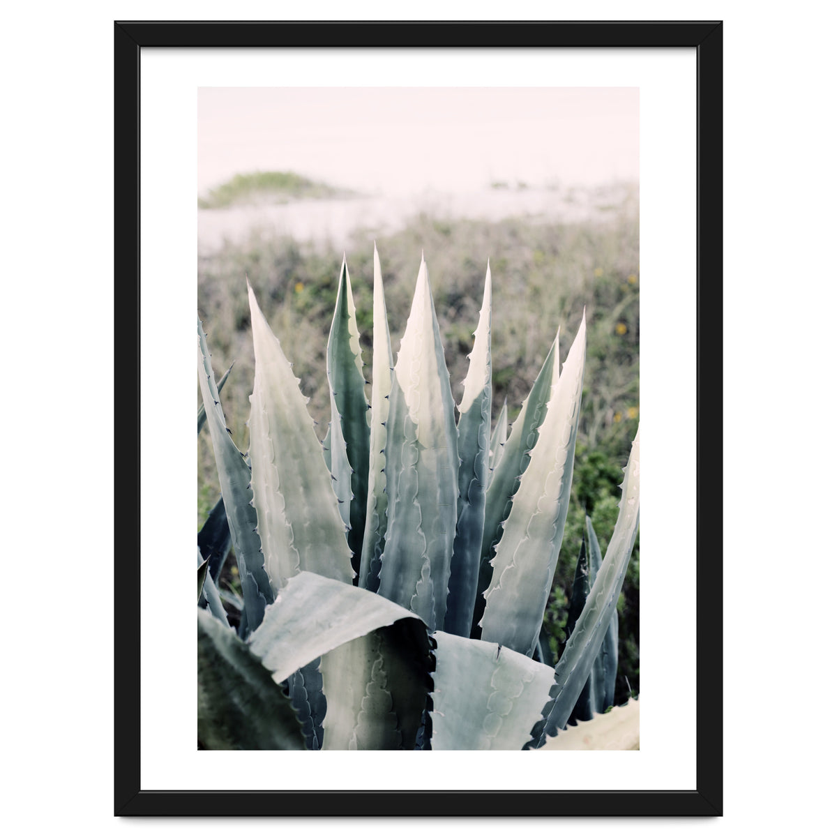 Pale Agave
