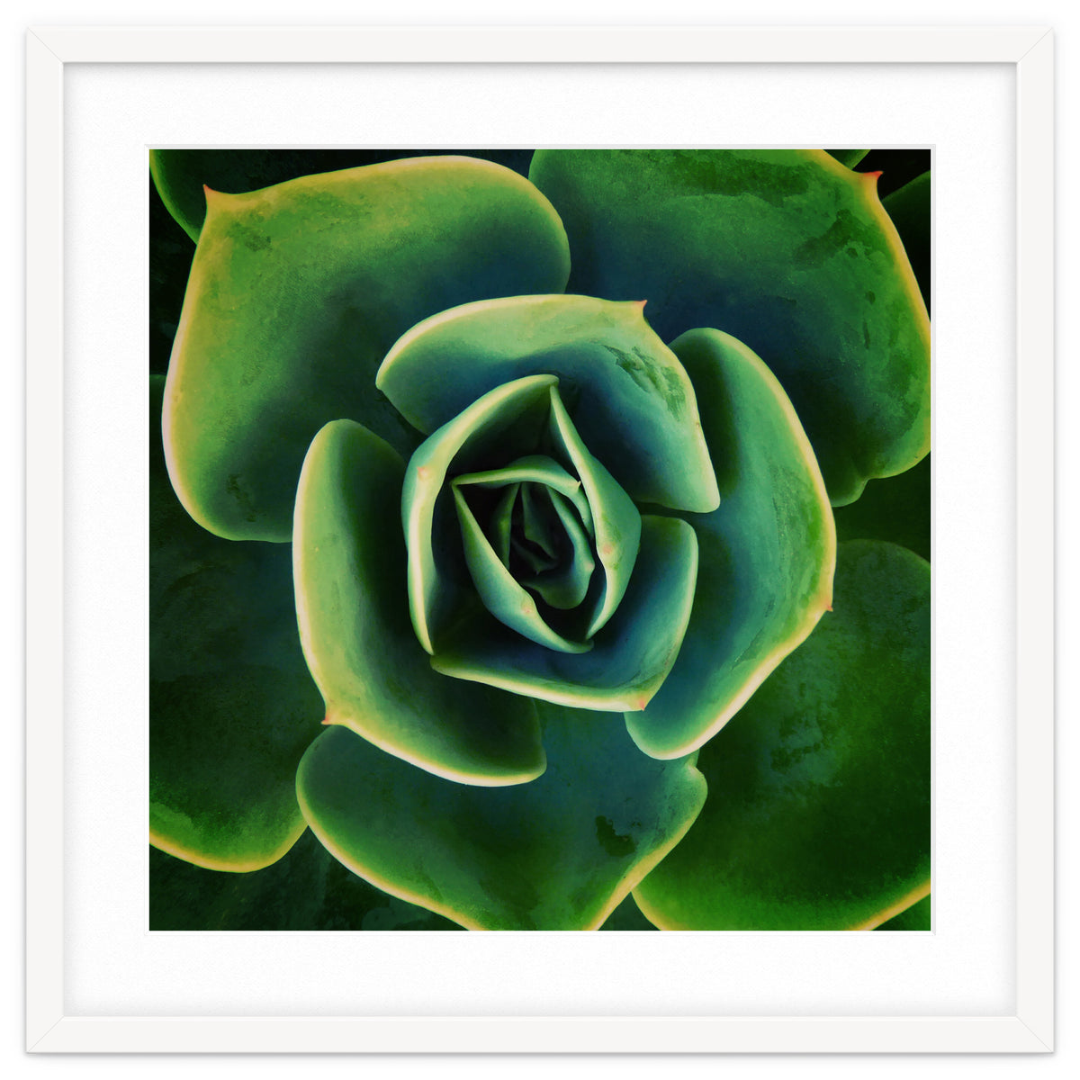 DARKSIDE OF SUCCULENTS XIII