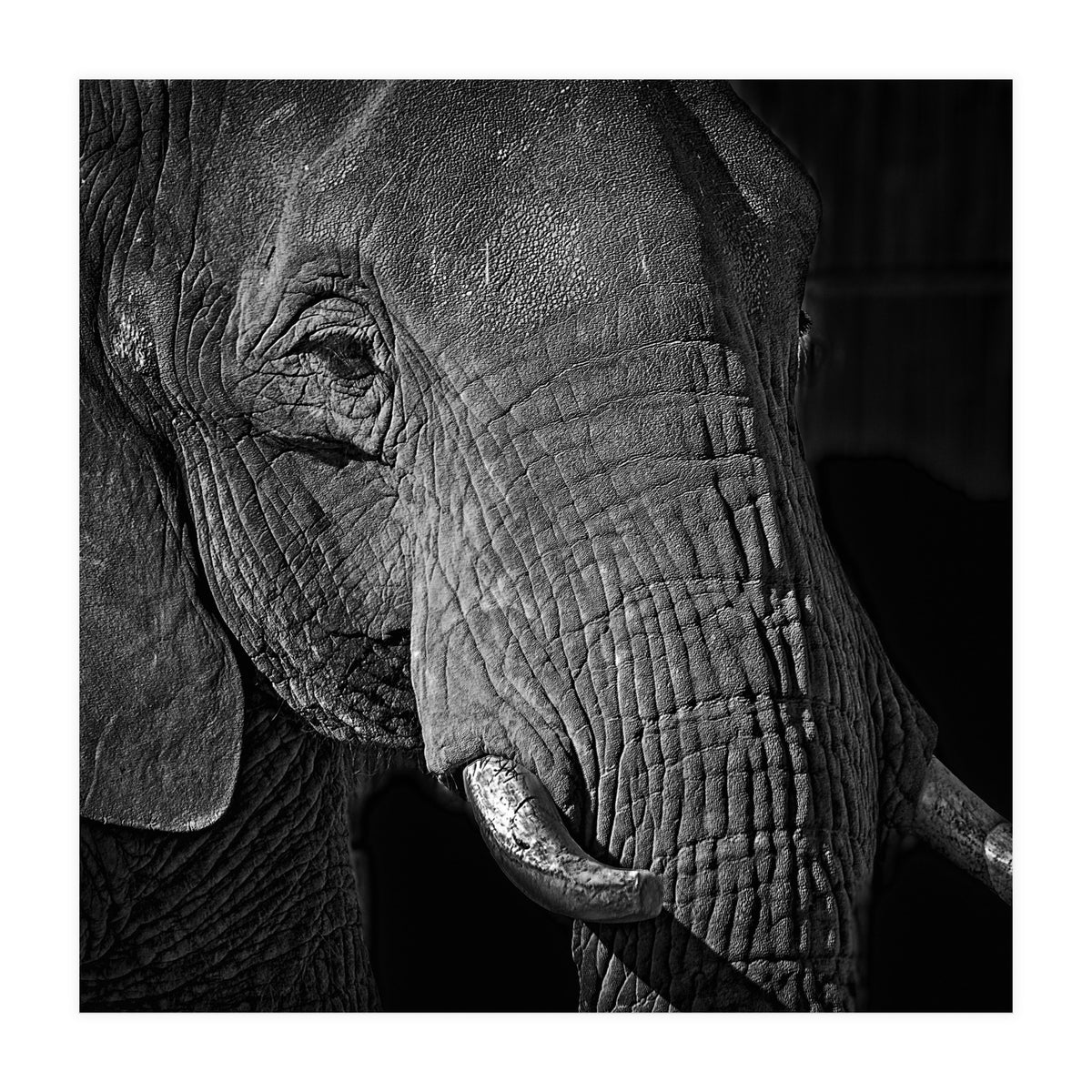 Elephant (Print Only)