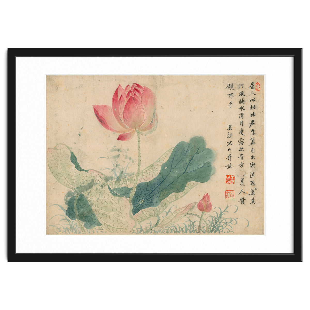 Qing Wangwu Flower album, lotus, lotus leaf, pond, copy of water grass
