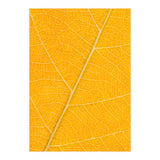 Autumn Leaf (Print Only) thumbnail