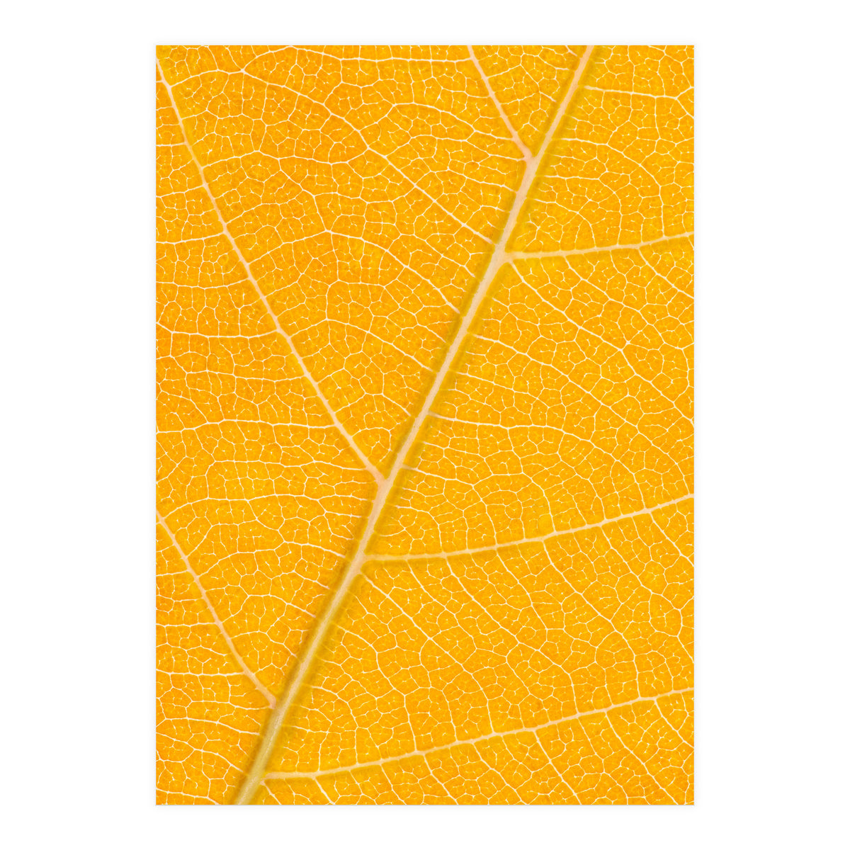 Autumn Leaf (Print Only)