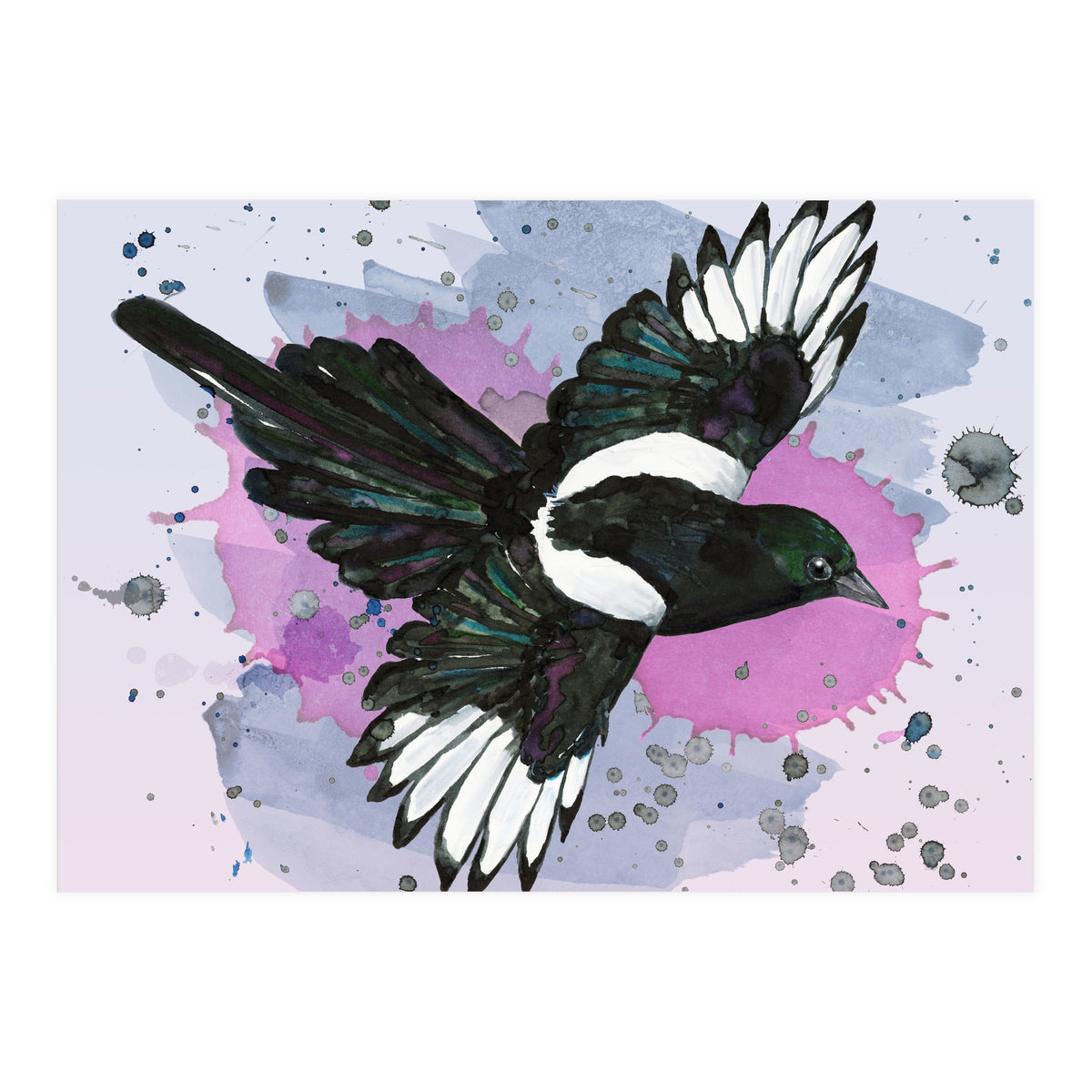 A watercolor drawing of a flying magpie (Print Only)