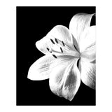 White Lily Black Background (Print Only) thumbnail