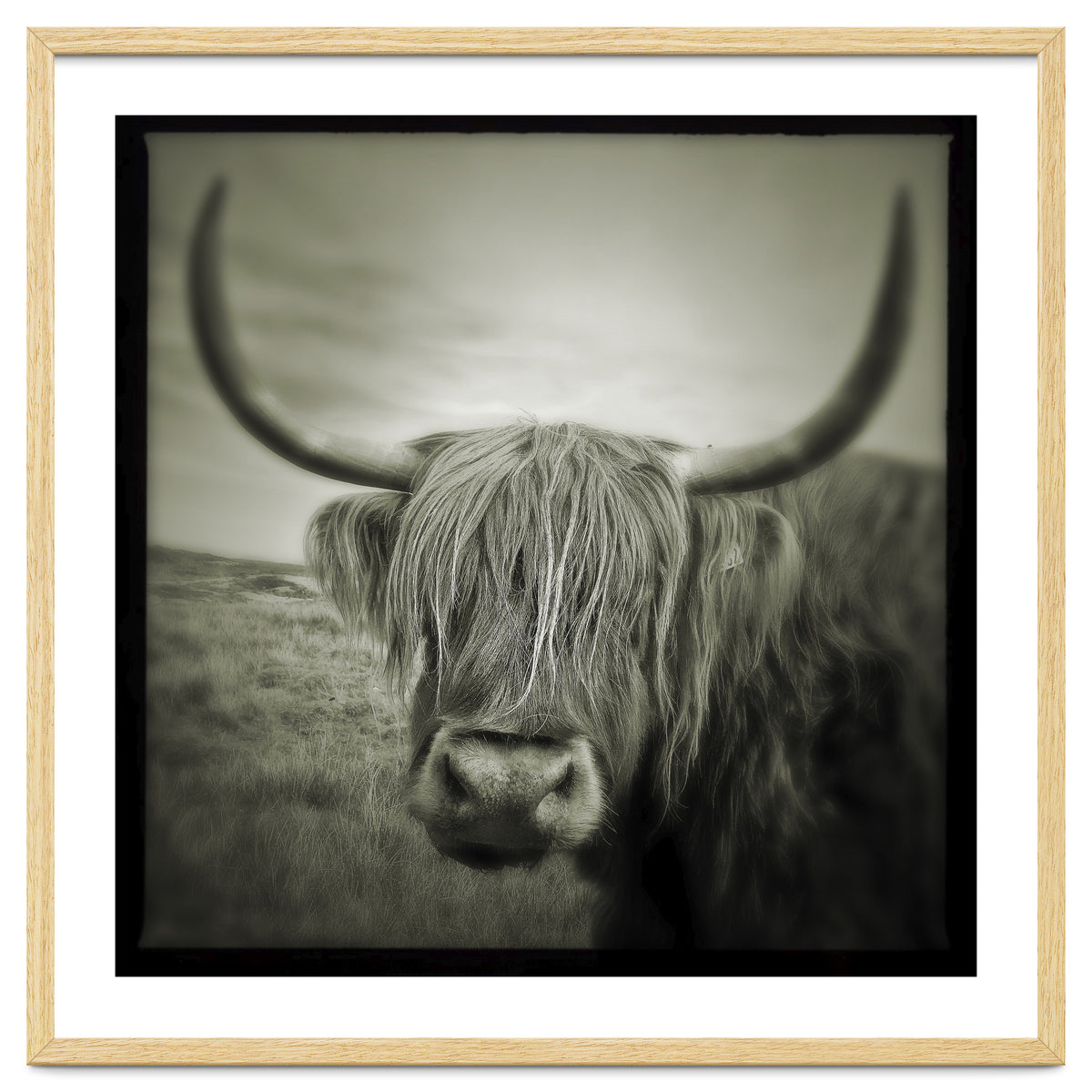 Elgol Cow