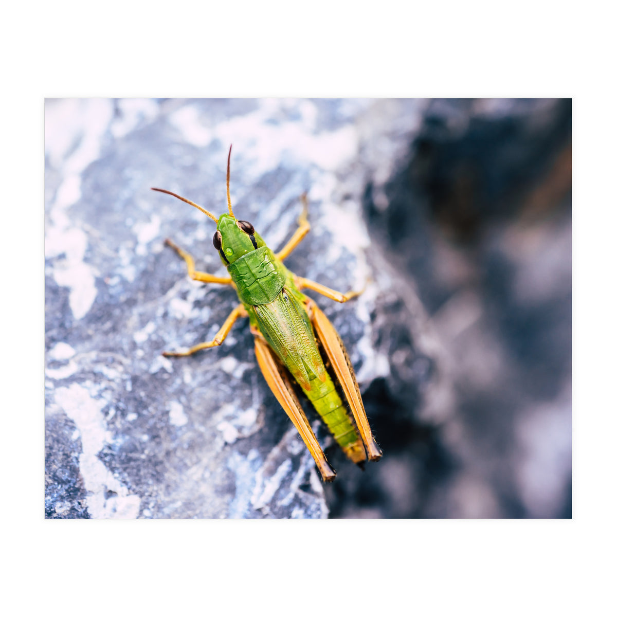 Acid Green (Print Only)