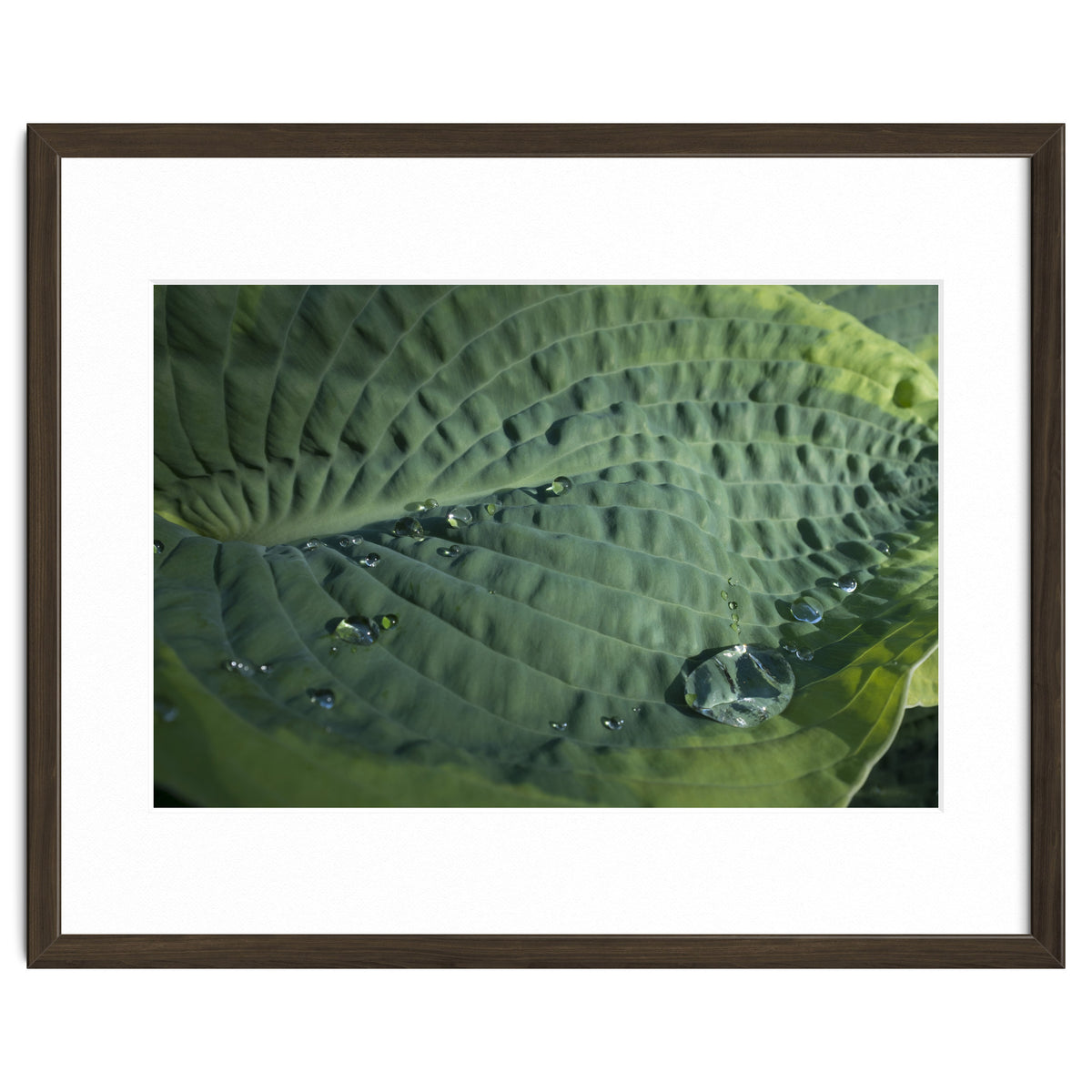Hosta With Raindrops