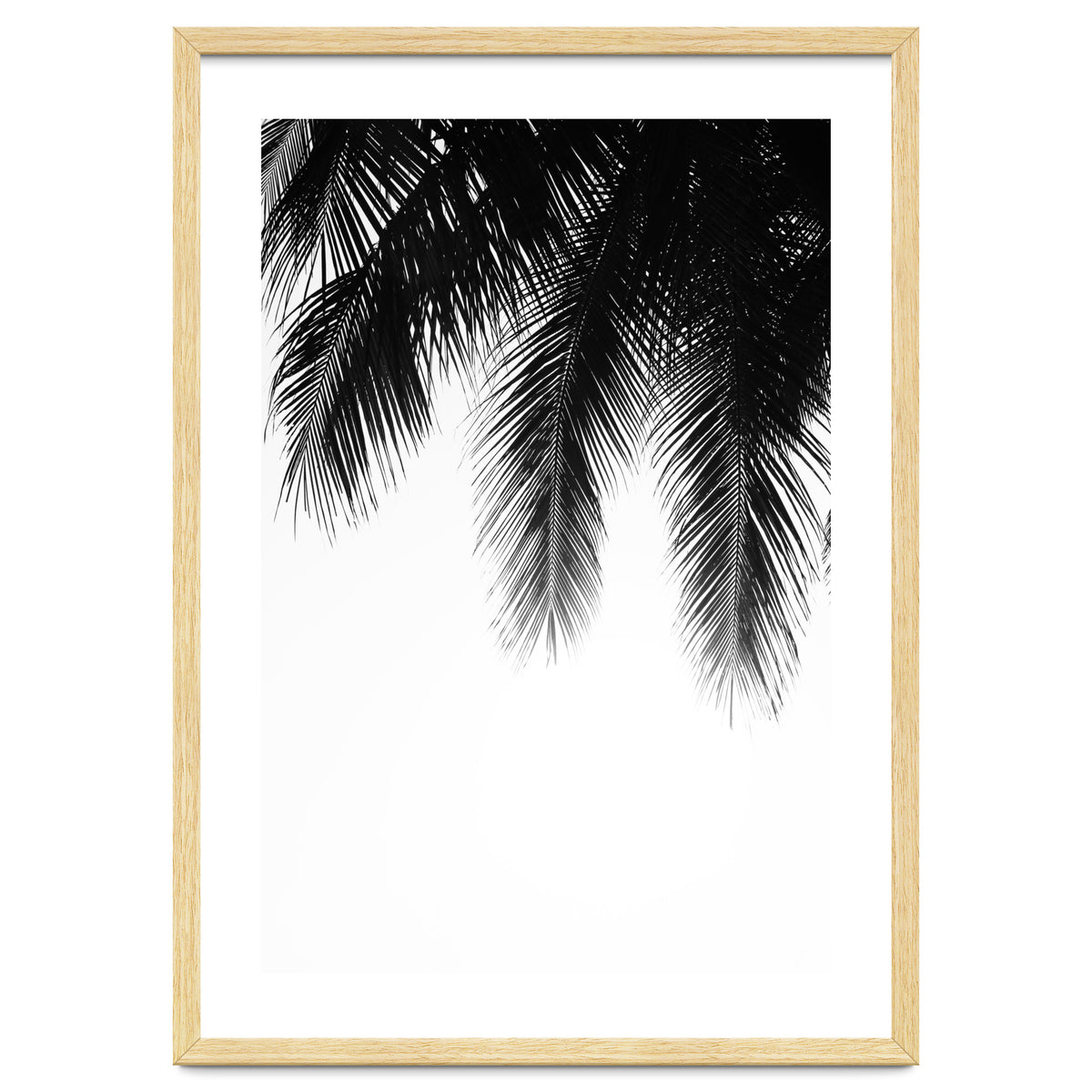 Palm leaves