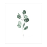 Botanical Illustration Eukalyptus2 (Print Only) thumbnail
