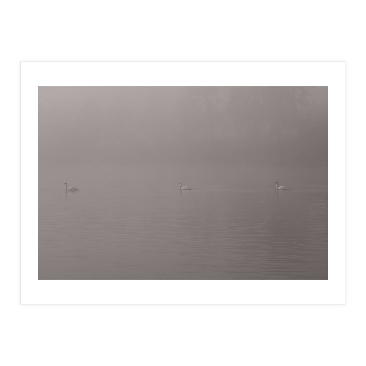 Swans in the mist (Print Only)