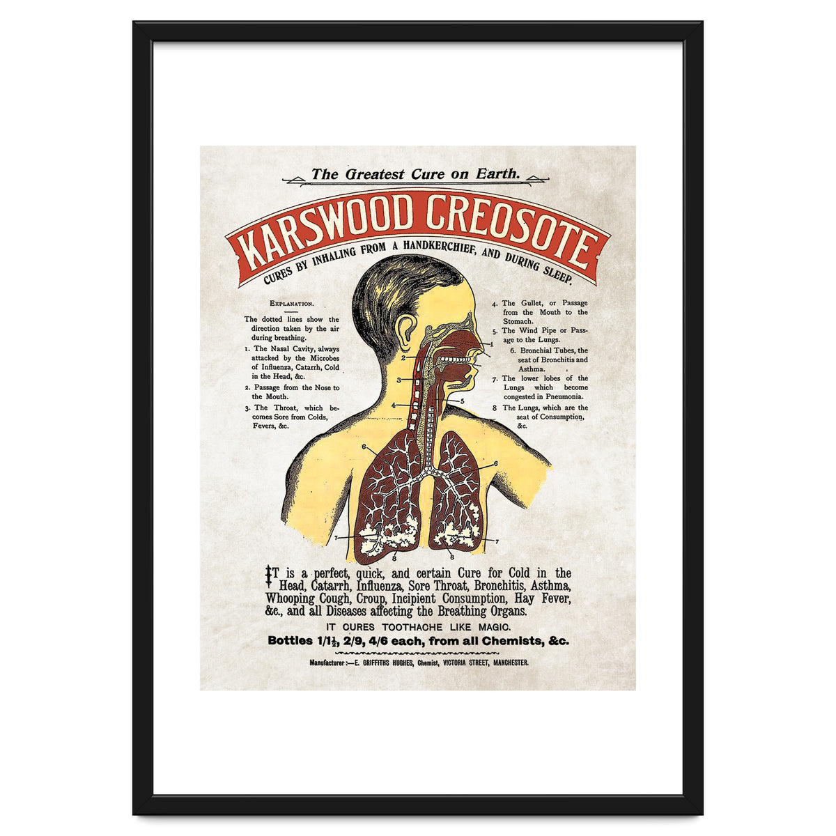 anatomy digestive system poster