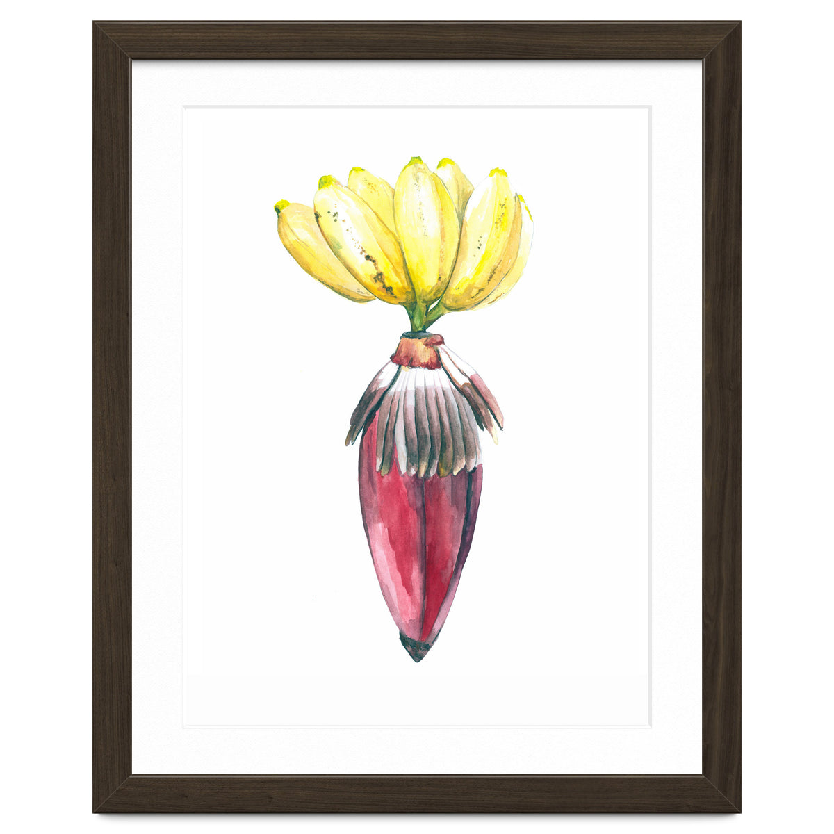 Botanical Illustration Banana