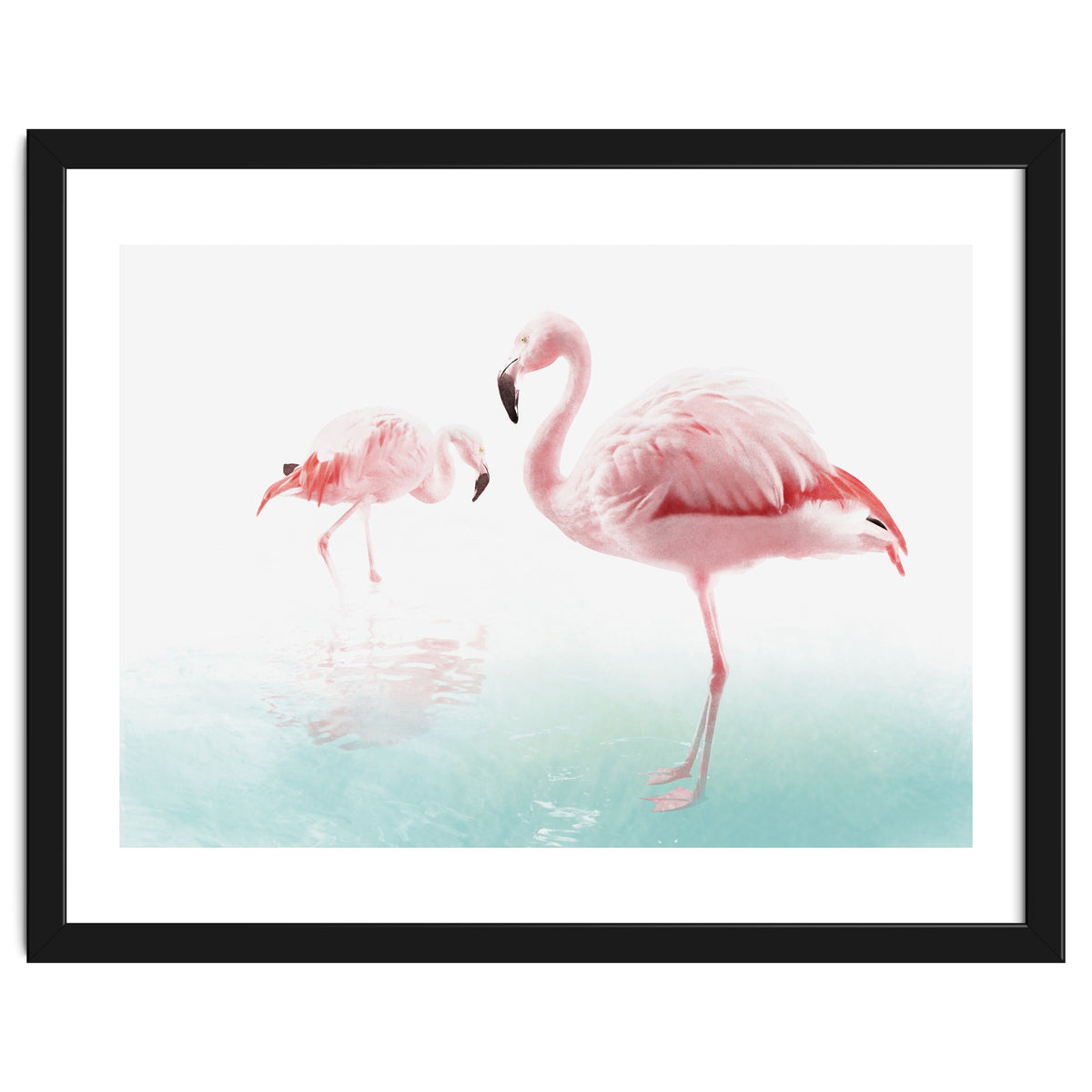 Flamingos