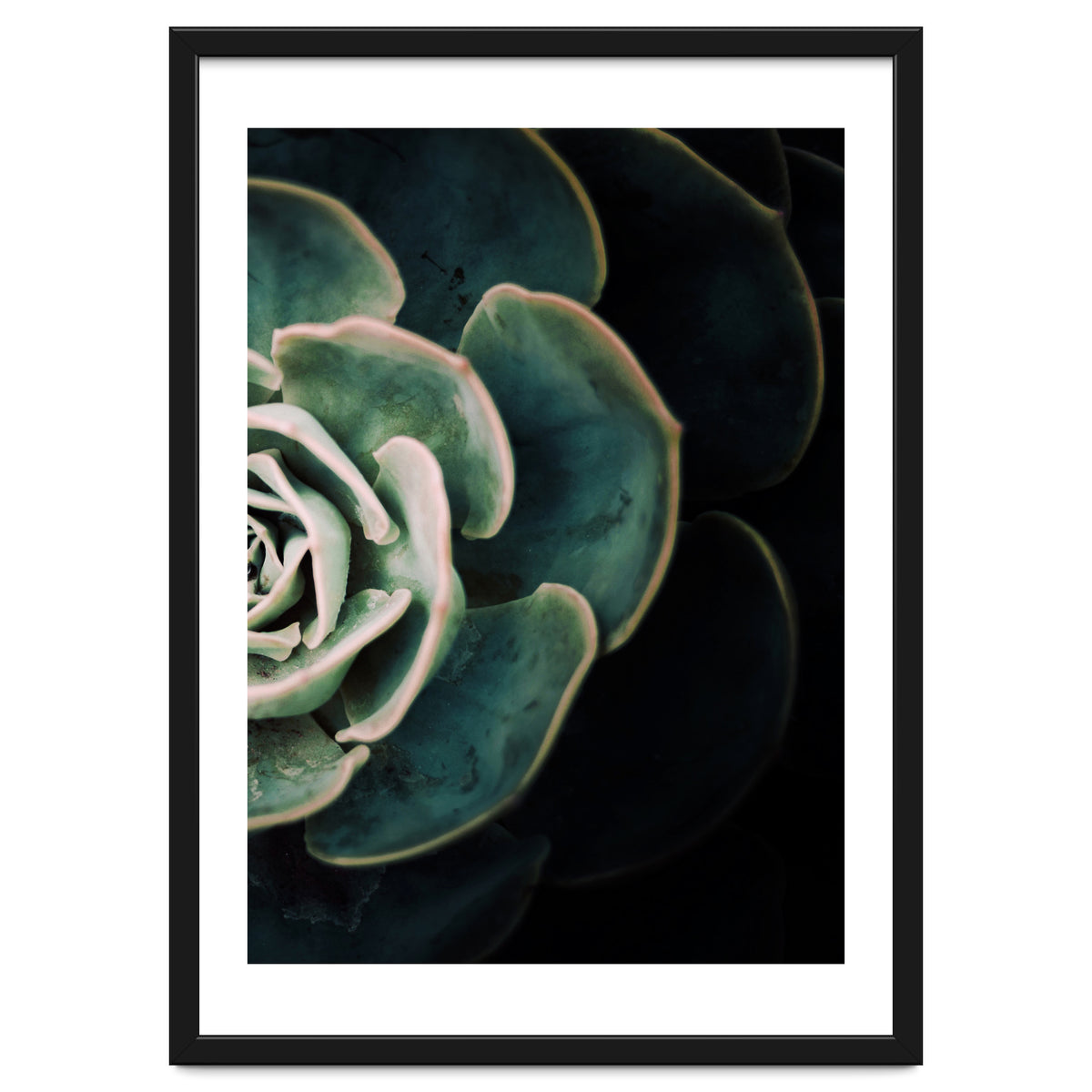 Darkside Of Succulents 4-B