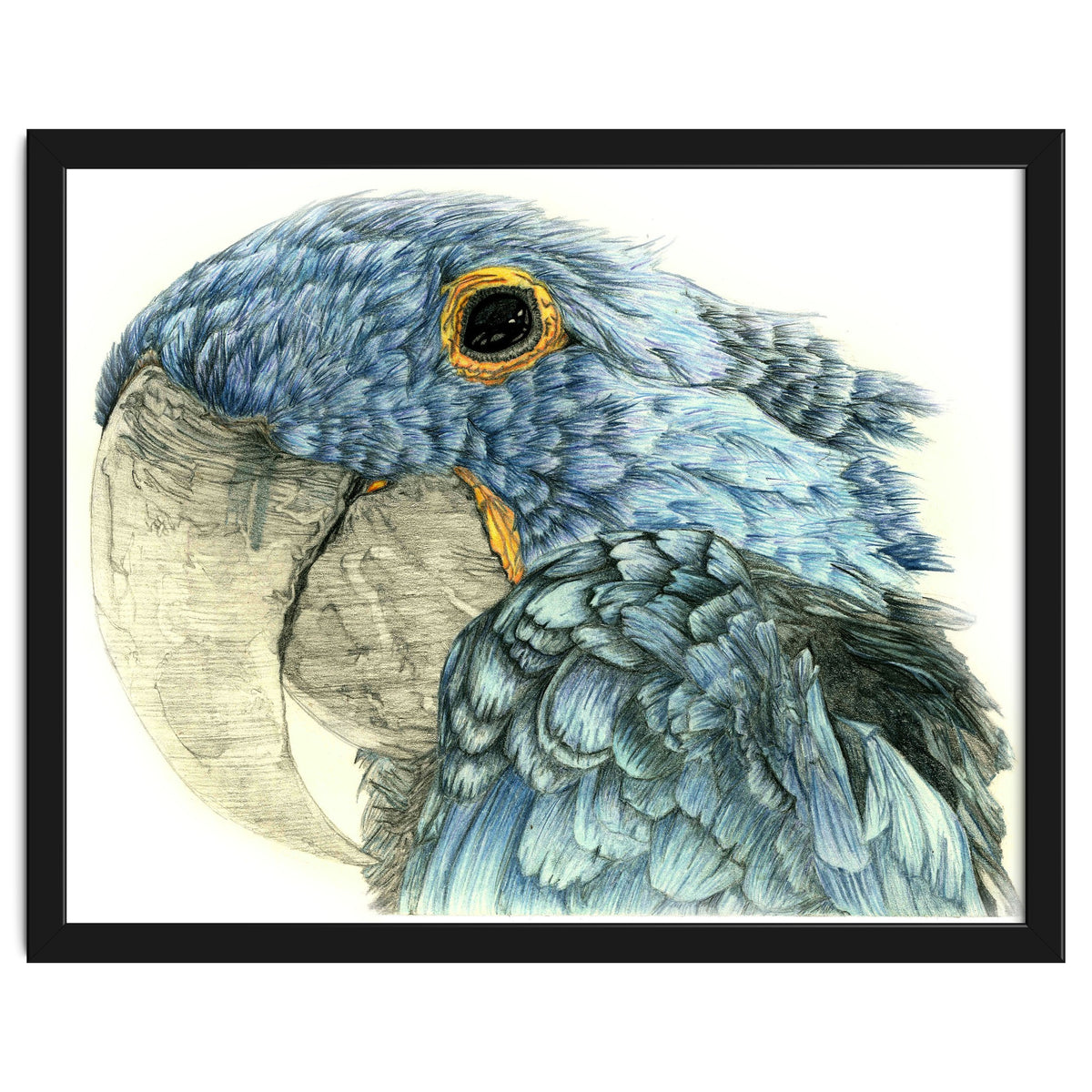 Blue Parrot