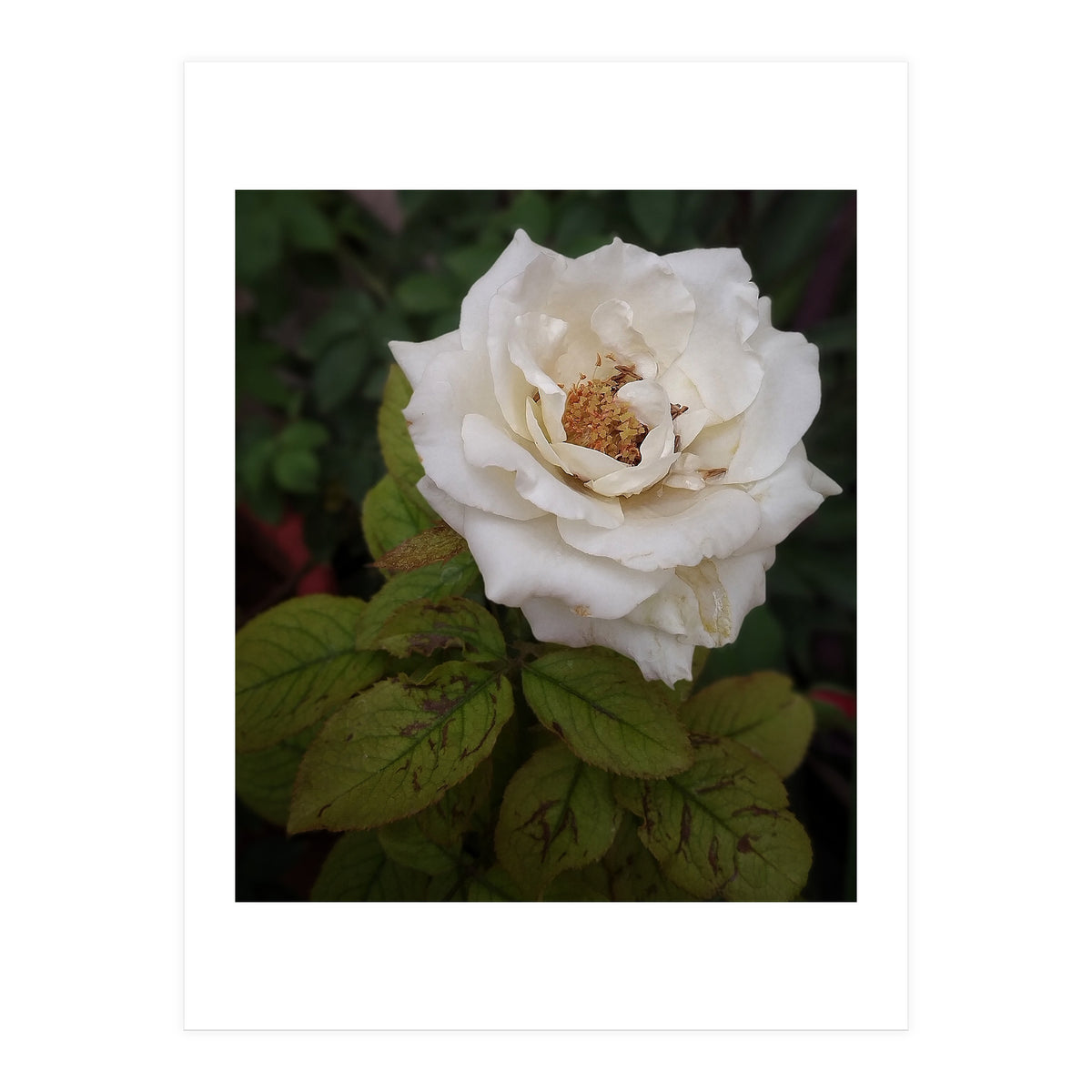 Fabulous White Rose Garden (Print Only)