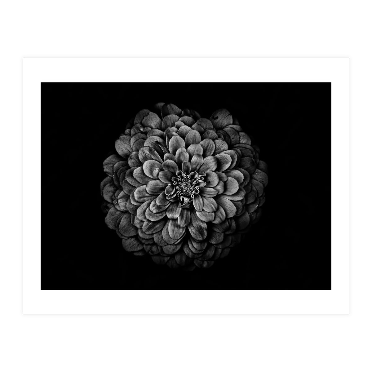 Backyard Flowers In Black And White 54 (Print Only)