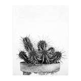 Cactus nature II (Print Only) thumbnail
