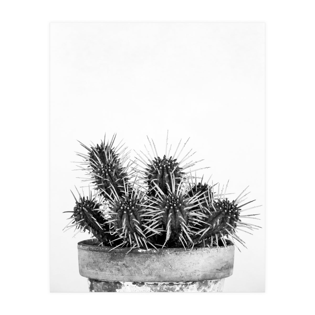 Cactus nature II (Print Only)
