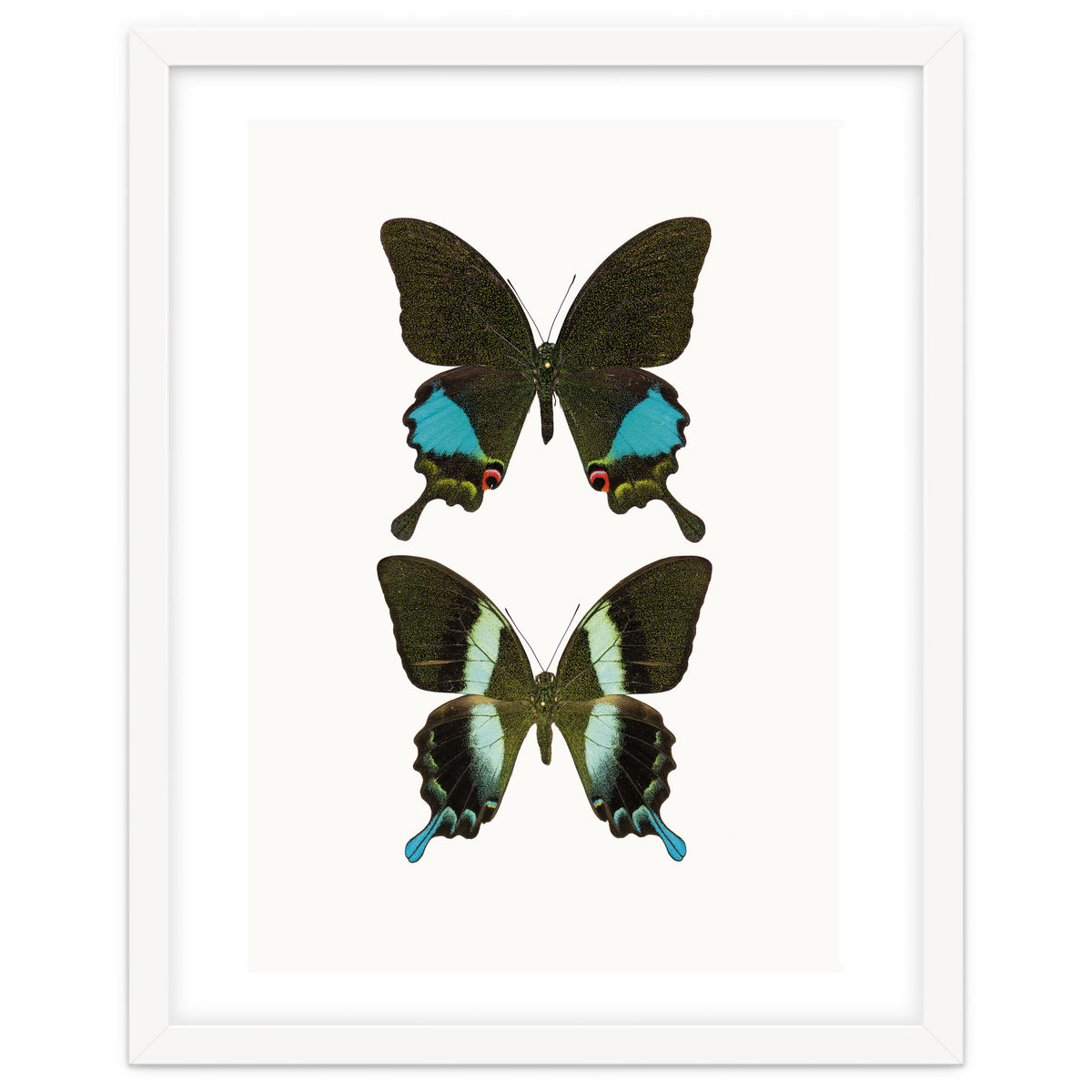 Cc Butterflies 02