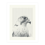 Hawk 2018 (Print Only) thumbnail