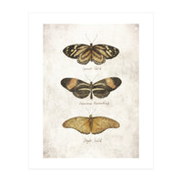 Butterflies IV (Print Only)