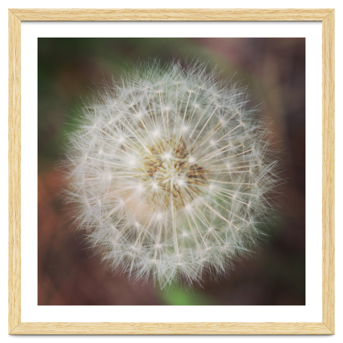 dandelion clock
