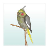 Cute cockatiel 	 (Print Only) thumbnail