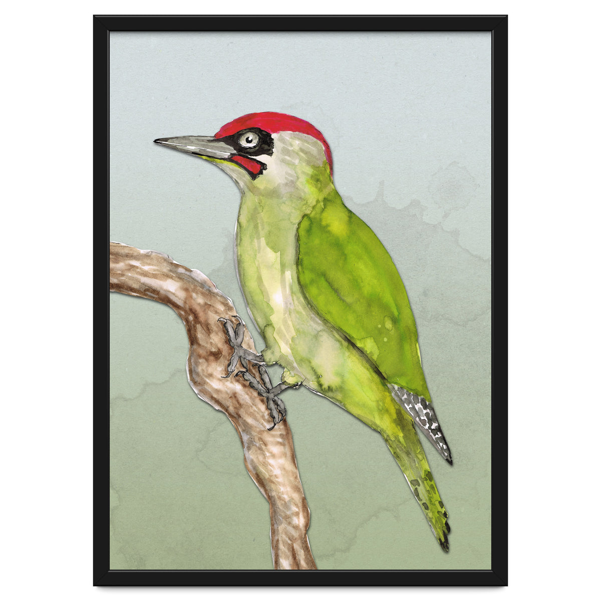 Green woodpecker