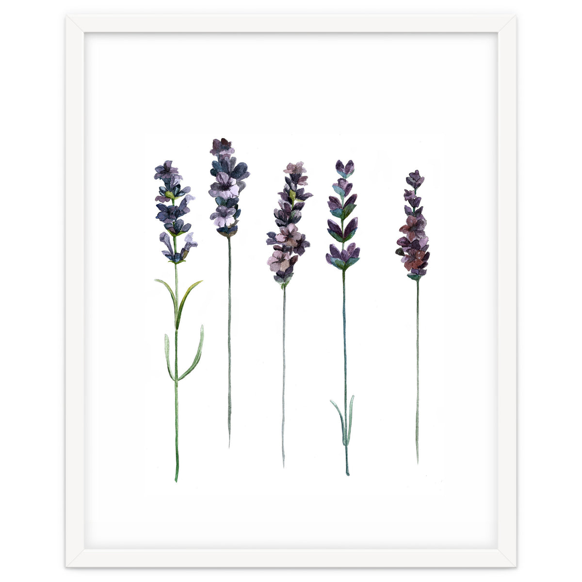 Botanical Illustration Lavender