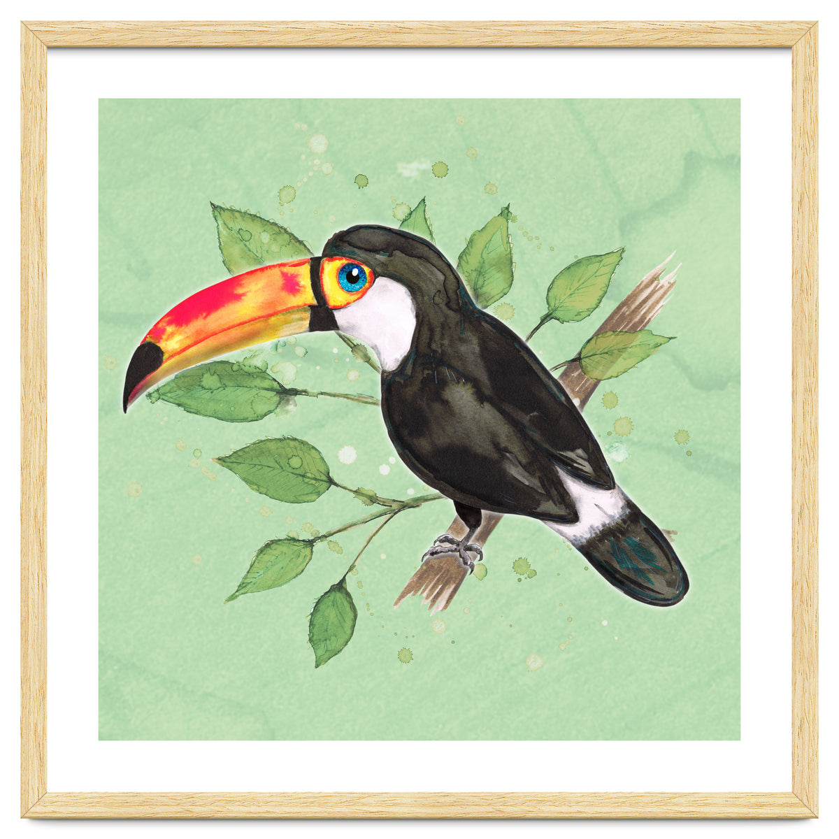 Toco toucan